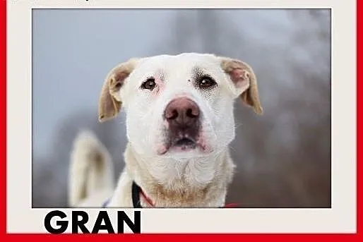 GRAN,pies dla aktywnych,mądry,chętny do nauki,apor