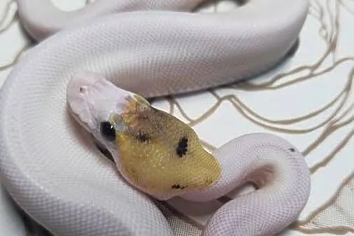 Wąż pyton królewski, python regius samiec