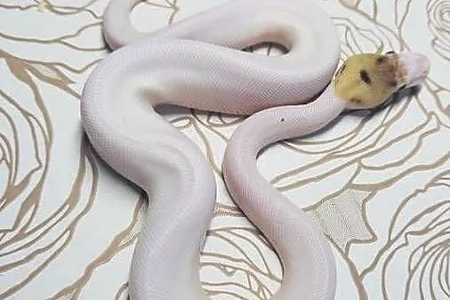 Wąż pyton królewski, python regius samiec, Dolnośląskie, Wrocław