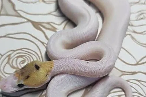 Wąż pyton królewski, python regius samiec, Dolnośląskie, Wrocław