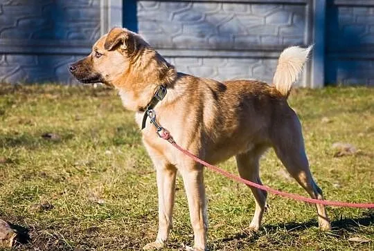 OTOZ Animals - Żeluś - wesoły, młody chłopak czeka