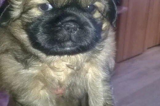 Sliczne pekinczyki,  dolnośląskie Trzebnica