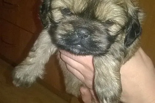 Sliczne pekinczyki,  dolnośląskie Trzebnica