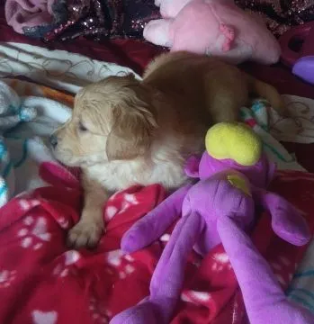 Szczenięta golden retrievera. whatsapp +48782076170, , Warszawa
