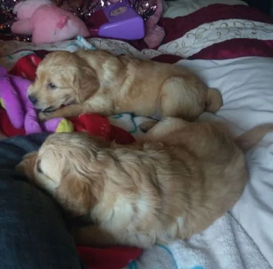 Szczenięta golden retrievera. whatsapp +48782076170, , Warszawa