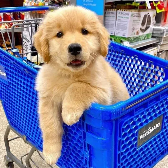 Szczenięta golden retrievera. whatsapp +48782076170, , Warszawa