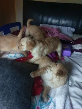 Szczenięta golden retrievera. whatsapp +48782076170, , Warszawa