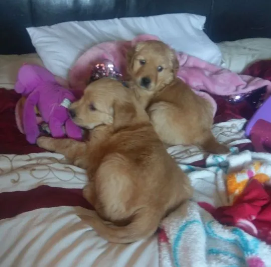 Szczenięta golden retrievera. whatsapp +48782076170, , Warszawa