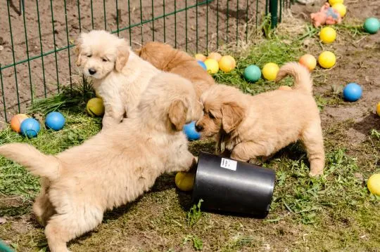 Szczenięta golden retrievera. whatsapp +48782076170, , Warszawa