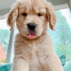 Szczenięta golden retrievera. whatsapp +48782076170