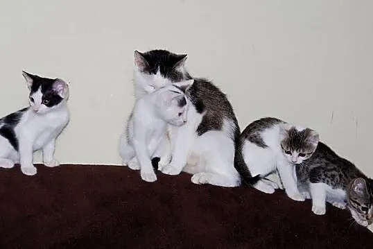 Wesoła czwórka czeka na dom- kotki do adopcji_