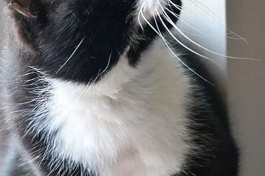 Łagodny łaciaty KLEKSIK prosi o troskliwy domek,  