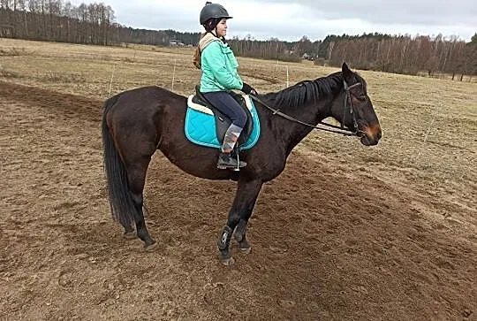 Klacz sp, , Tuchola