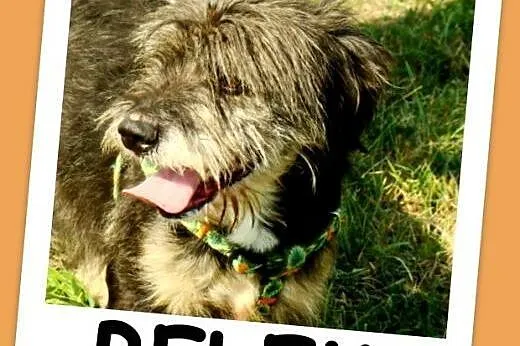 9 kg,mały, kudłaty, wesoły ,przyjacielski psiak BELEK.Adopcja.,  śląskie Katowice
