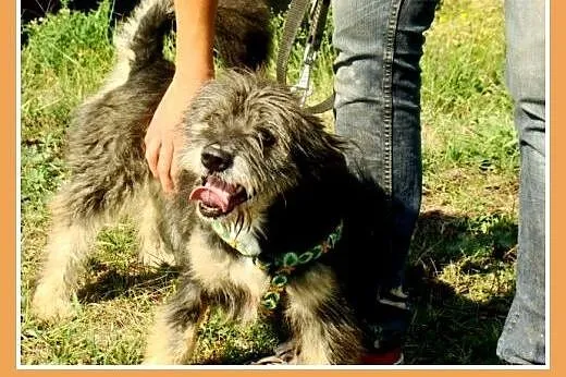 9 kg,mały, kudłaty, wesoły ,przyjacielski psiak BE