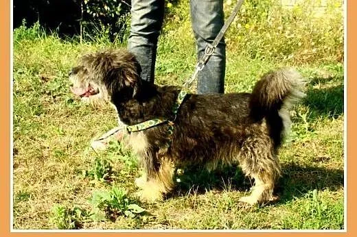 9 kg,mały, kudłaty, wesoły ,przyjacielski psiak BE