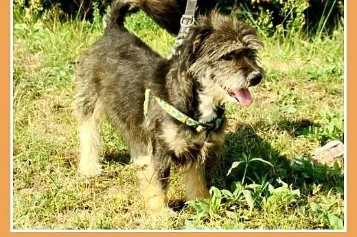 9 kg,mały, kudłaty, wesoły ,przyjacielski psiak BE