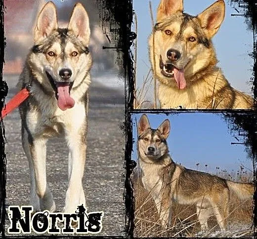 NORRIS- młody, energiczny pies husky do adopcji,