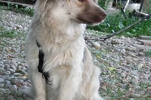 ISIA - łagodna, spokojna suczka szuka domku!,  Kun