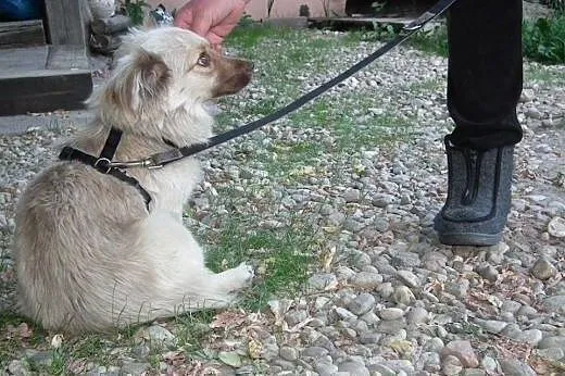ISIA - łagodna, spokojna suczka szuka domku!,  Kun