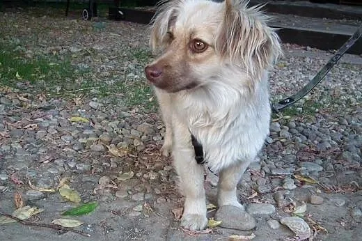 ISIA - łagodna, spokojna suczka szuka domku!,  Kun