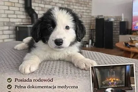 Border Collie Border Family, Świętokrzyskie, Suchedniów