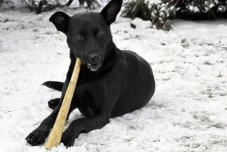 Salvo - średni, przyjazny pies - do adopcji,  mazowieckie Warszawa