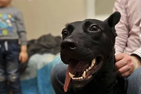 Salvo - średni, przyjazny pies - do adopcji,  mazo