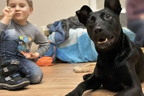 Salvo - średni, przyjazny pies - do adopcji,  mazo