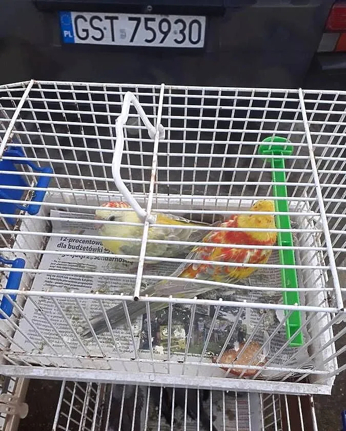 Swiergotki pary sprzedam, Pomorskie, Starogard Gdański