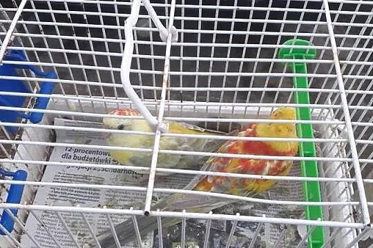 Swiergotki pary sprzedam, Pomorskie, Starogard Gdański