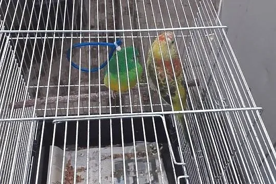 Swiergotki pary sprzedam, Pomorskie, Starogard Gdański