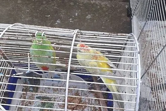 Swiergotki pary sprzedam, Pomorskie, Starogard Gdański