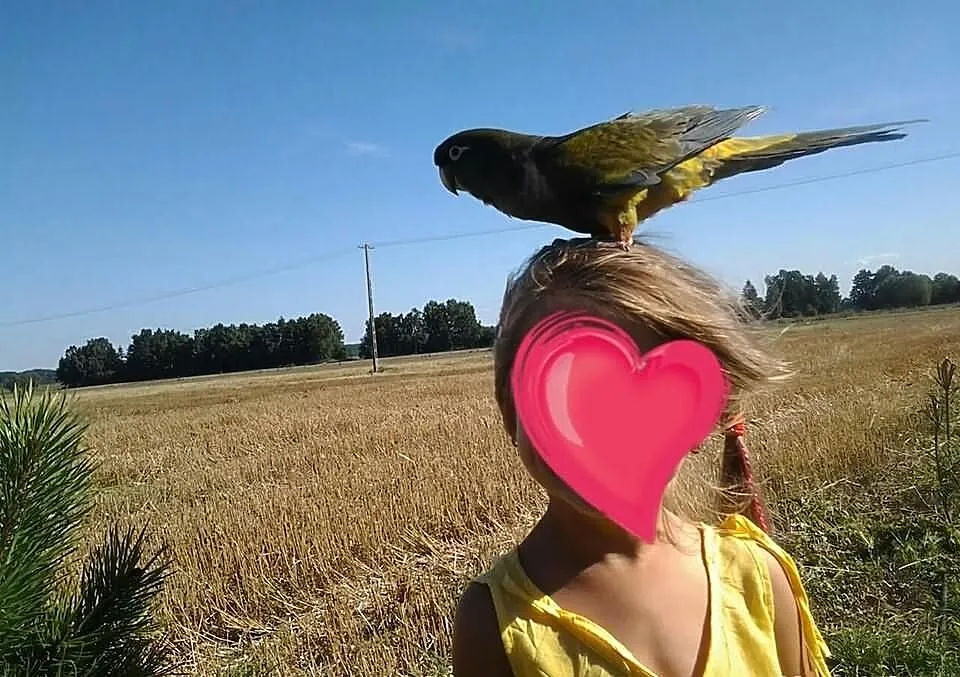 Sprzedam Konure patagonska