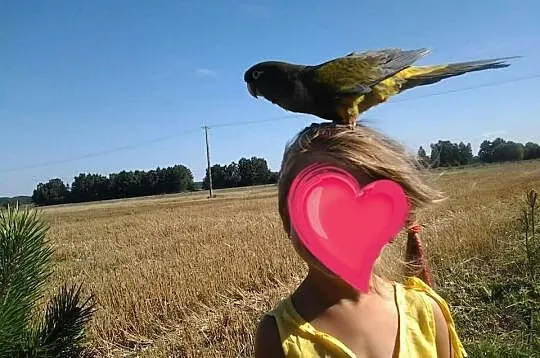 Sprzedam Konure patagonska