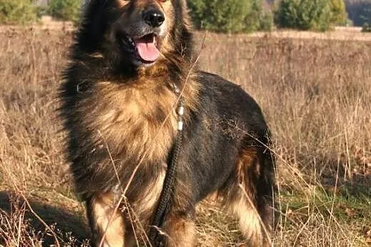 Kondziu piękny, duży, długowłosy, łagodny psiak ADOPCJA, Kundelki cała Polska