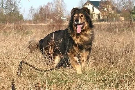 Kondziu piękny, duży, długowłosy, łagodny psiak AD