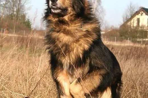 Kondziu piękny, duży, długowłosy, łagodny psiak AD