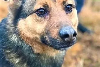 MISIEK - fajny, 5 letni psiak uratowany z łańcucha, Warszawa