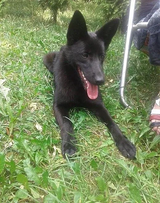 Ok. 10 mies. przytulaśna NORKA szuka domu!, mazow