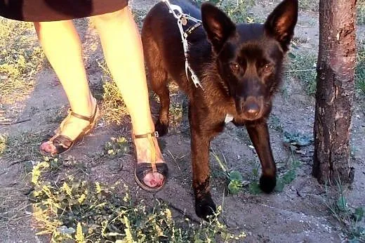 Ok. 10 mies. przytulaśna NORKA szuka domu!,  mazow