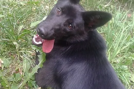 Ok. 10 mies. przytulaśna NORKA szuka domu!,  mazow
