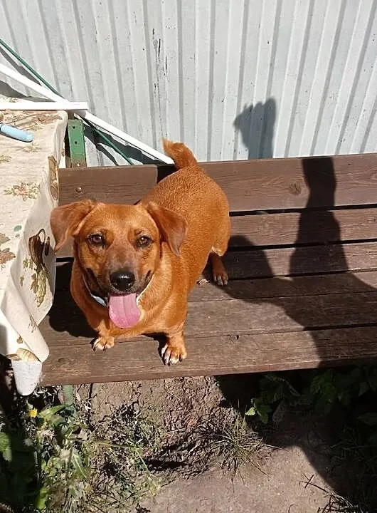 Do adopcji cudowna psinka. malutka, ruda, drobinka Tinka, Mazowieckie, Warszawa