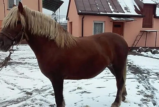 Klacz kasztanka zimnokrwista