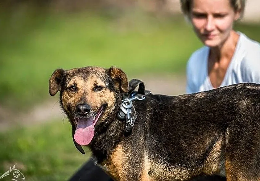 WALIK - łagodny i miły, adoptuj i nie trać już chwili ;), , Lublin