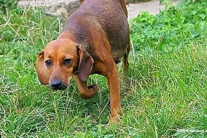 Hela mix jamnik młoda 2 lata kochana, łagodna ADOP