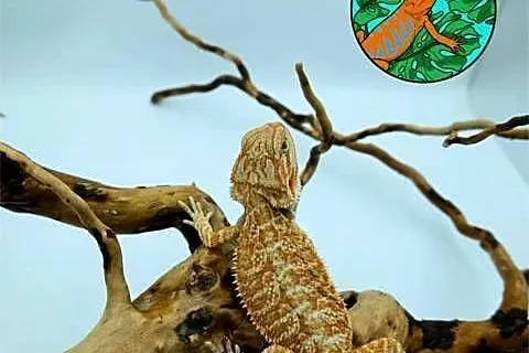 Agama Brodata - Jaszczurka dla Początkujących, Mazowieckie, Warszawa