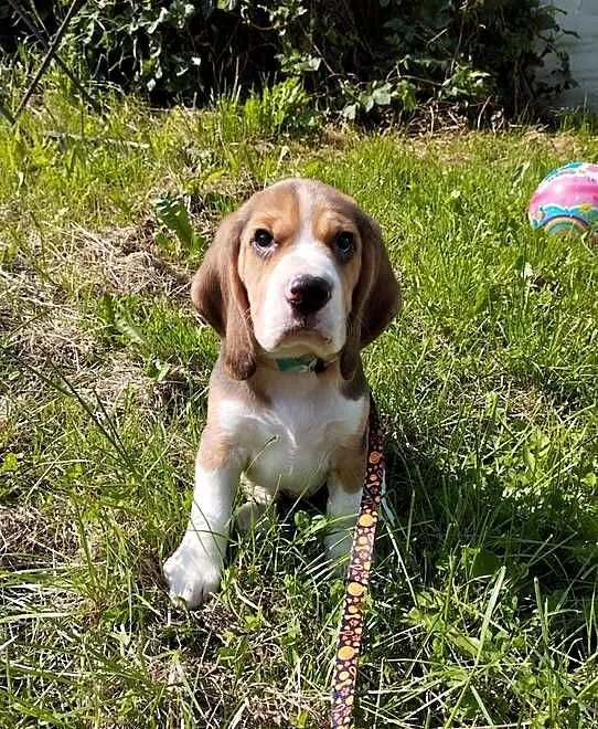 Piesek szczeniaczek beagle zapraszam, Opolskie, Nysa