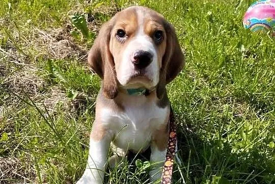 Piesek szczeniaczek beagle zapraszam, Opolskie, Nysa