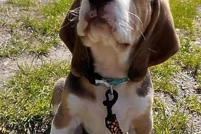Piesek szczeniaczek beagle zapraszam, Opolskie, Nysa